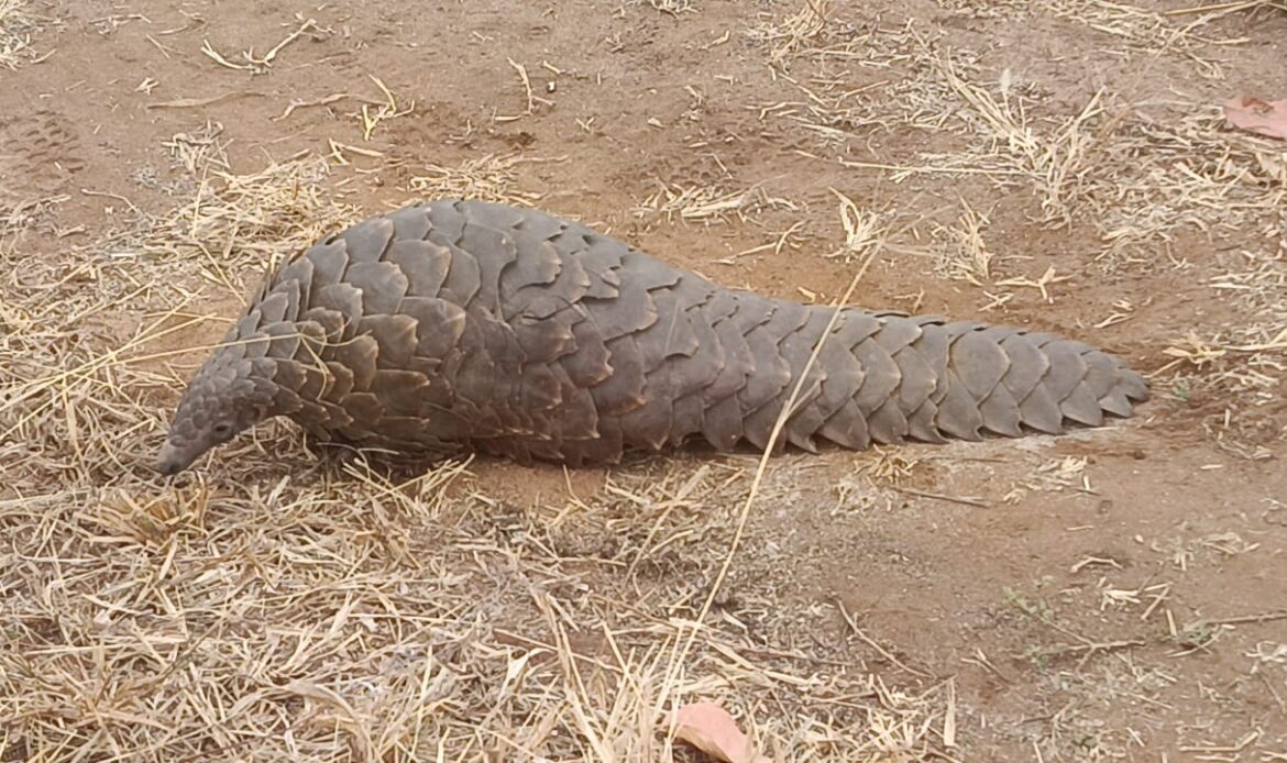 Temminck,s Pangolin sighted at the Randelen Wildlife Management Area in Northern Tanzania, Photo by Lesinet