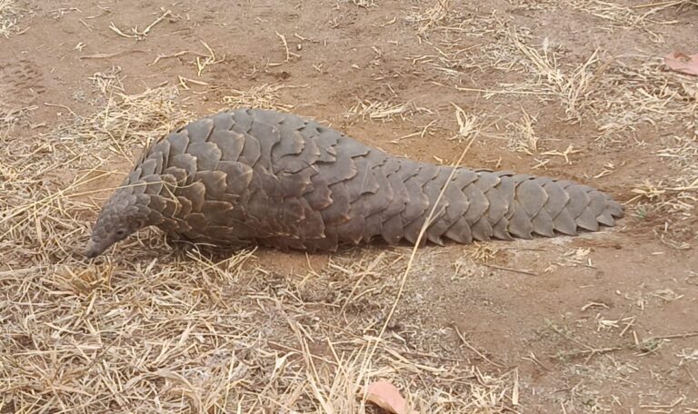 Temminck,s Pangolin sighted at the Randelen Wildlife Management Area in Northern Tanzania, Photo by Lesinet