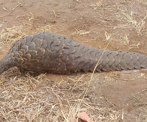 Temminck,s Pangolin sighted at the Randelen Wildlife Management Area in Northern Tanzania, Photo by Lesinet